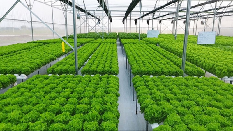 TPHCM ban hành quy chế xét chọn danh hiệu “Doanh nghiệp Xanh”